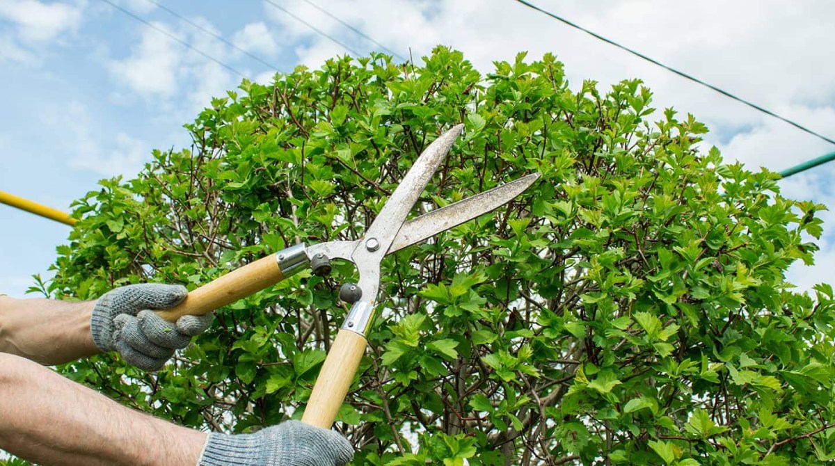 e_Pruning_and_Tree_Trimmin