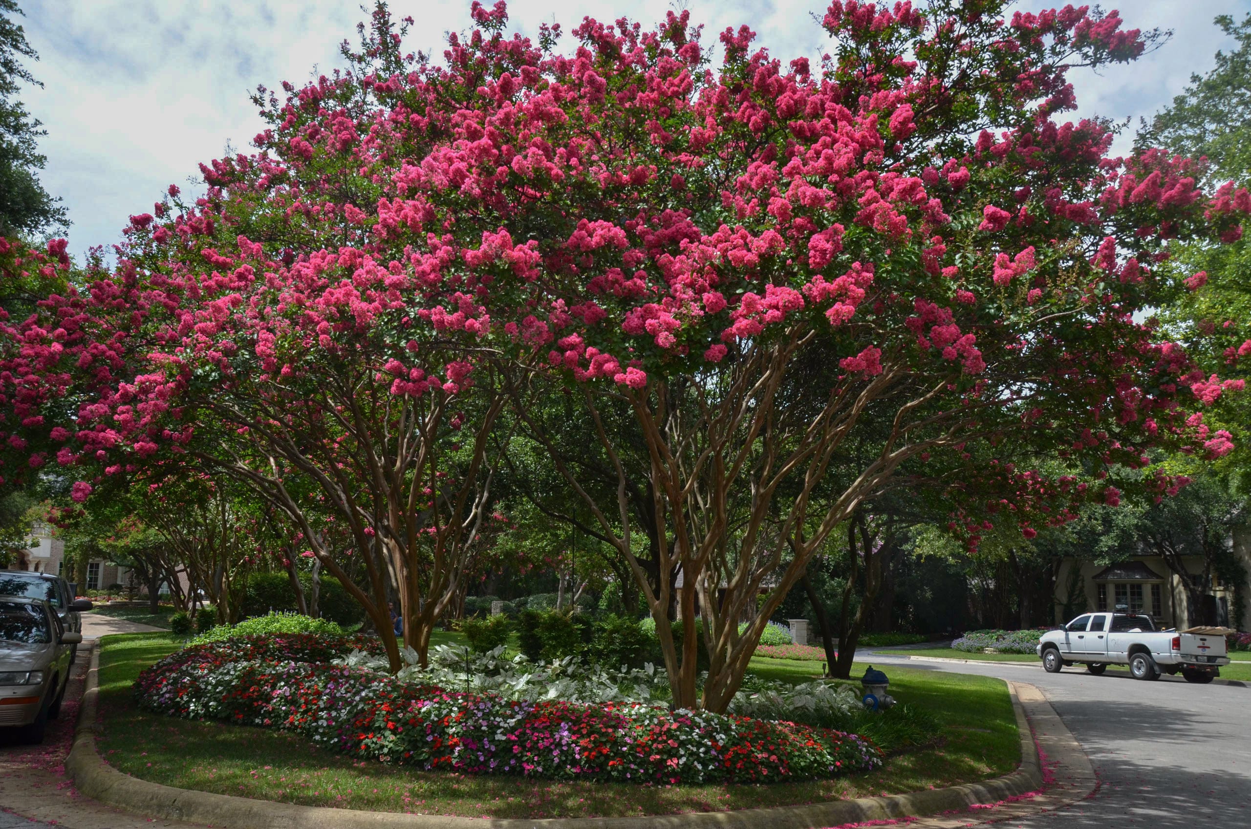 Crape Myrtle Propagation