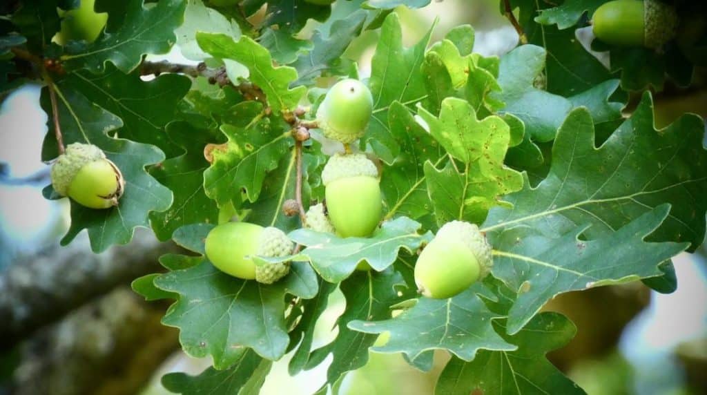 How to Stop Your Oak Trees from Producing Acorns TreeNewal
