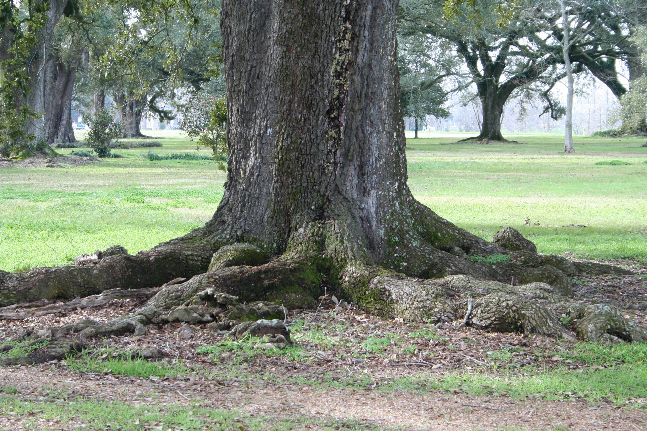 Visualize the Structure And Function of an Oak Tree Root System With This Diagram 