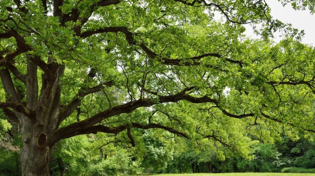 The Top 6 Trees to Plant in North Texas for a Beautiful Yard TreeNewal
