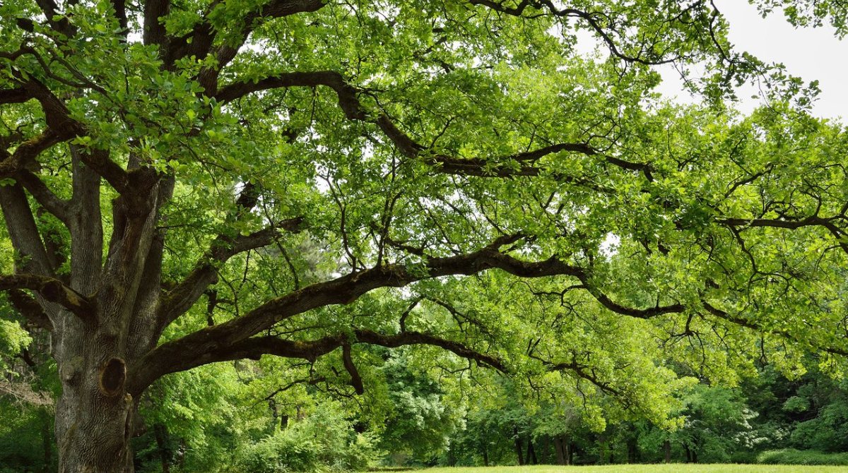 oak_tree_turns_soil_acidic