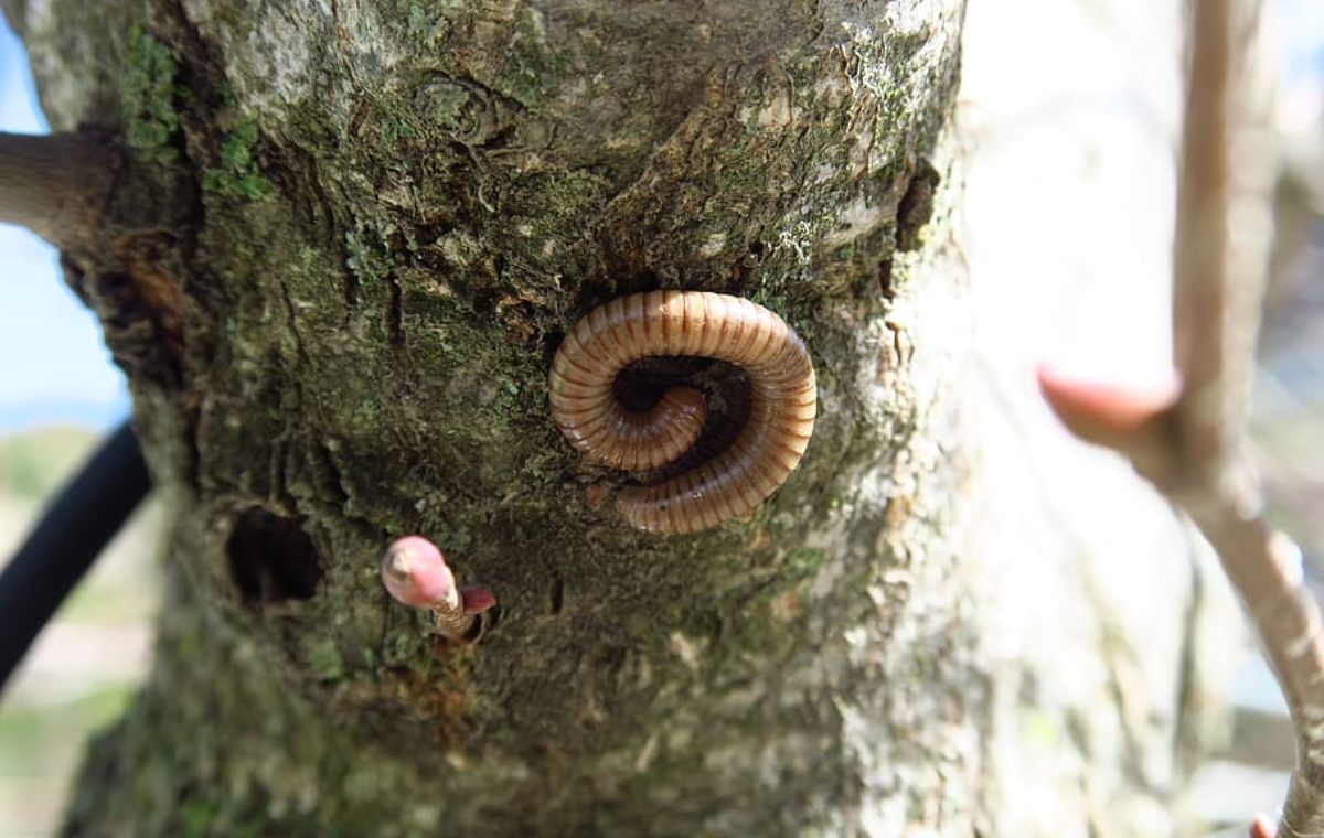 Earthworms_on_trees