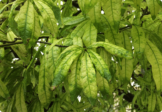 chlorosis