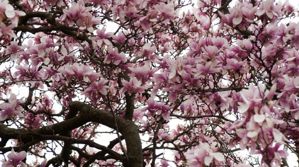 magnolia_tree