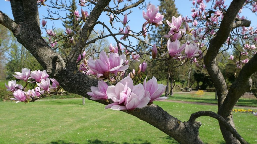 magnolia_trees