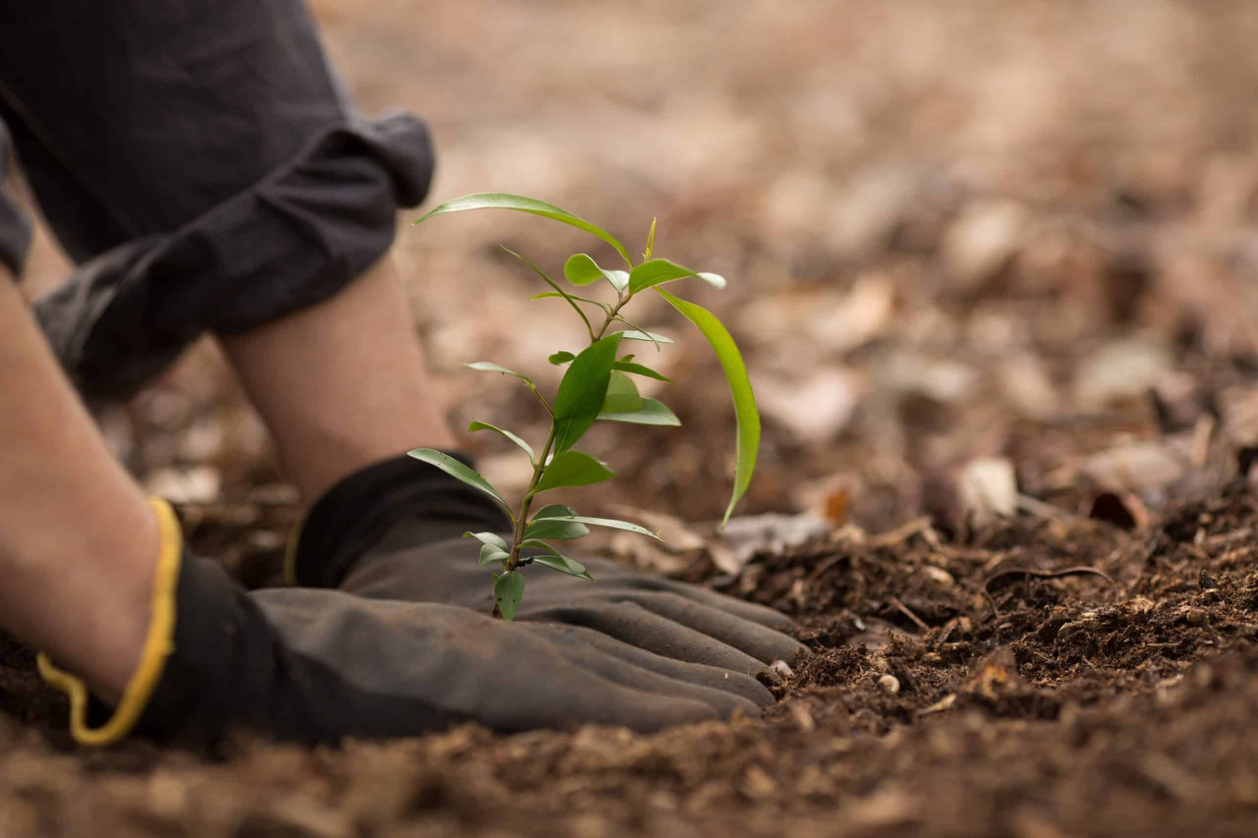 Planting Methods | TreeNewal Certified Arborists