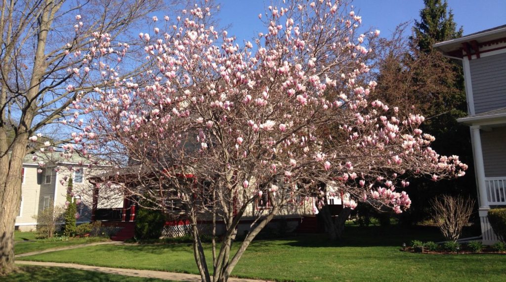 saucer_magnolia_tree