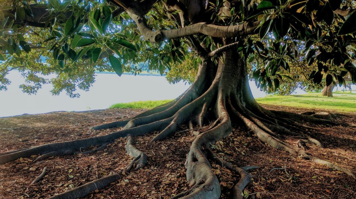 How Far Down Do Tree Roots Go? The Fascinating Answer TreeNewal