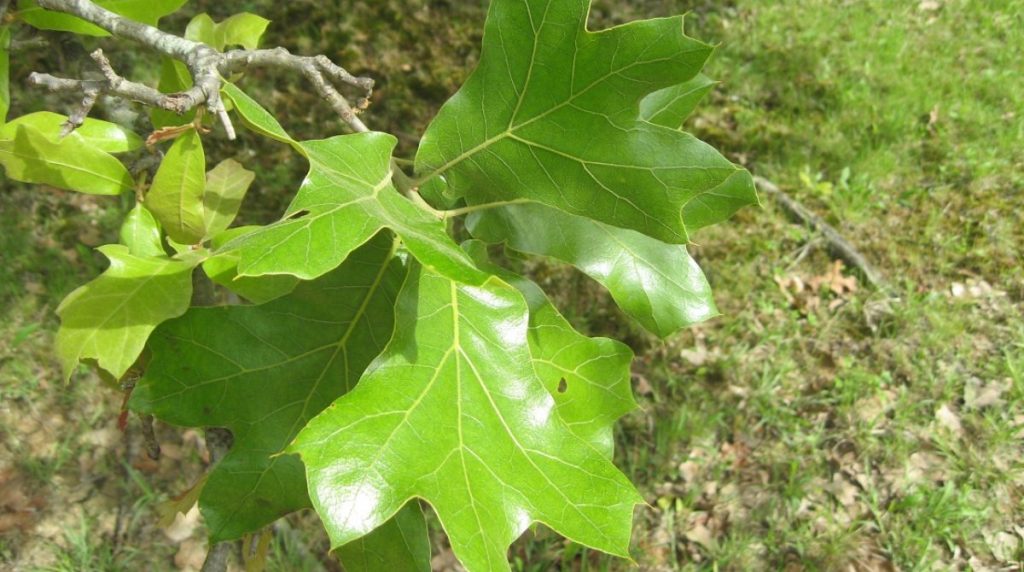 oak_tree_identification