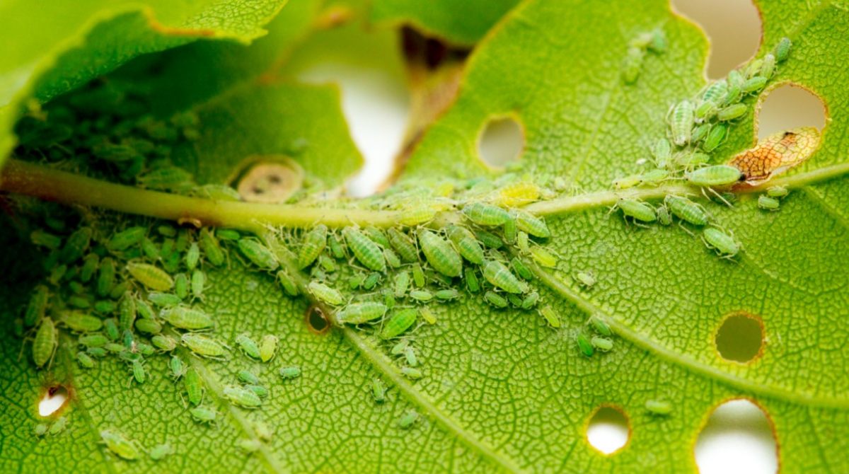 how to get rid of aphids on basket grass plant