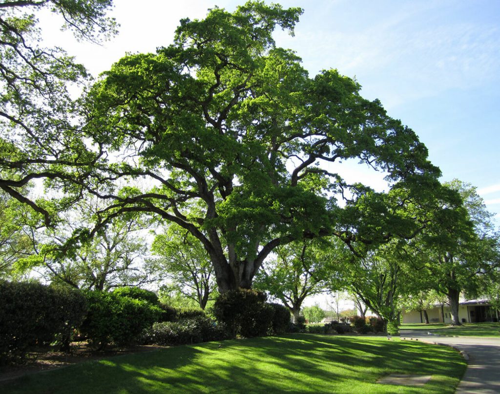how to plant a live oak tree: the ultimate guide | treenewal