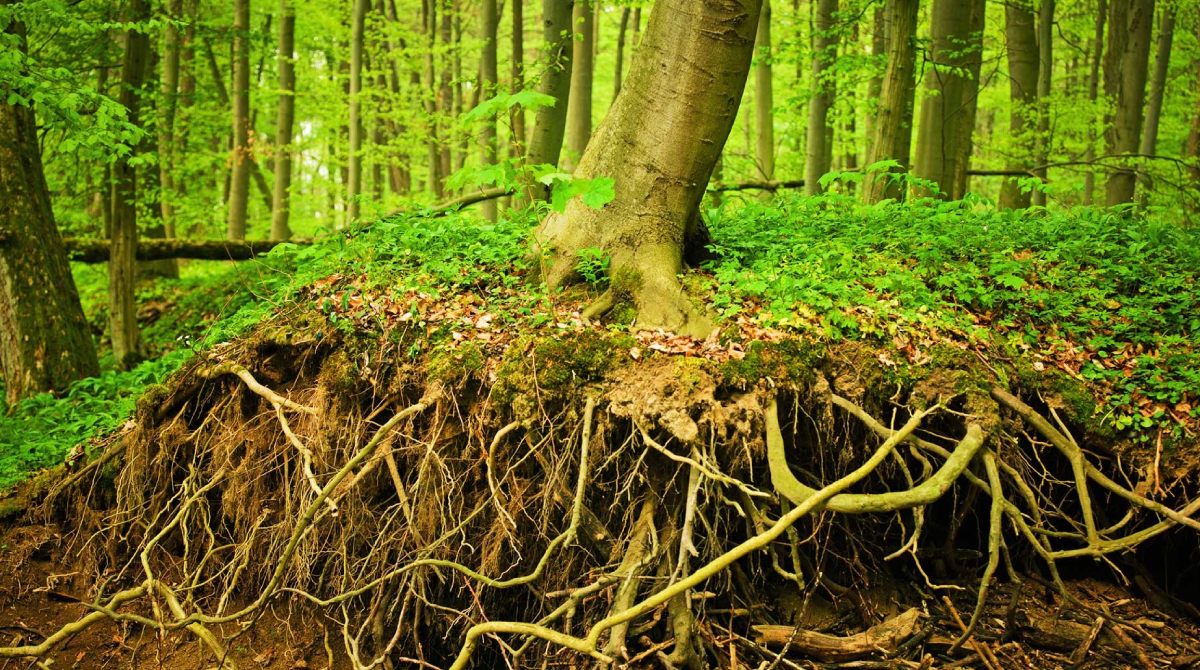 6 Myths & the Truth About Tree Roots: Debunking Common Misconceptions