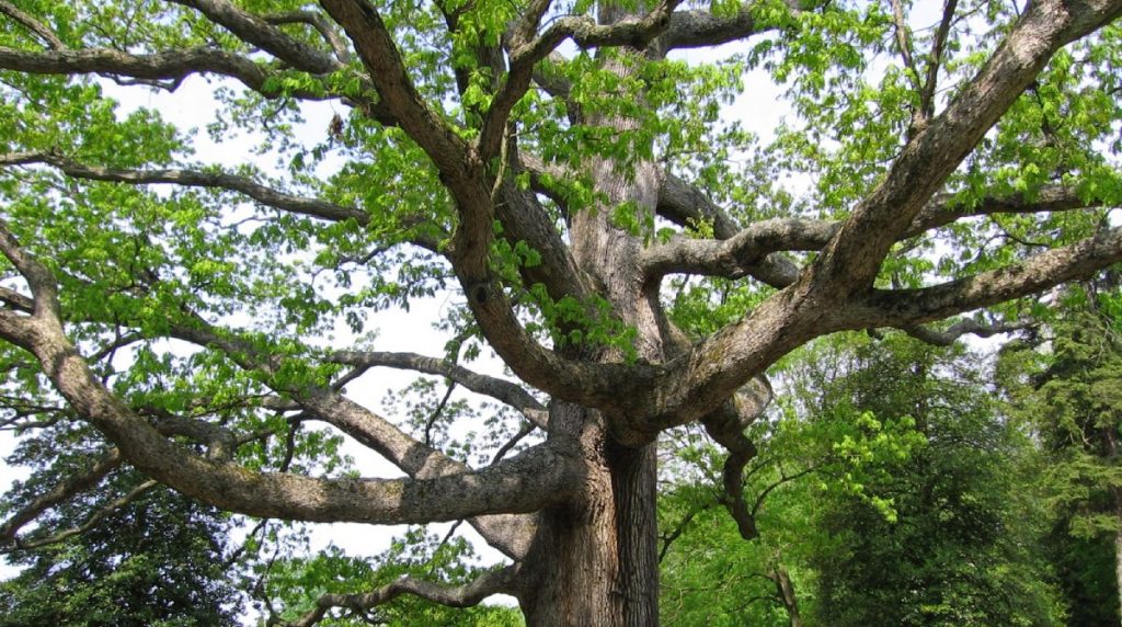 white_oak_tree-scaled