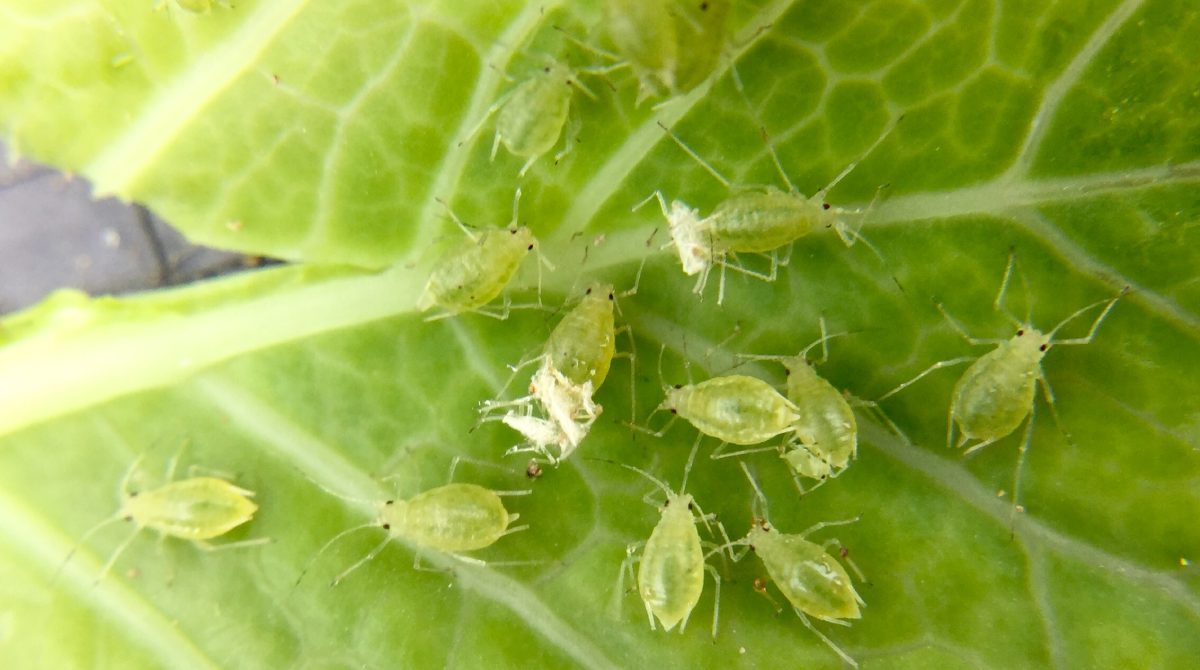 All About Aphids 