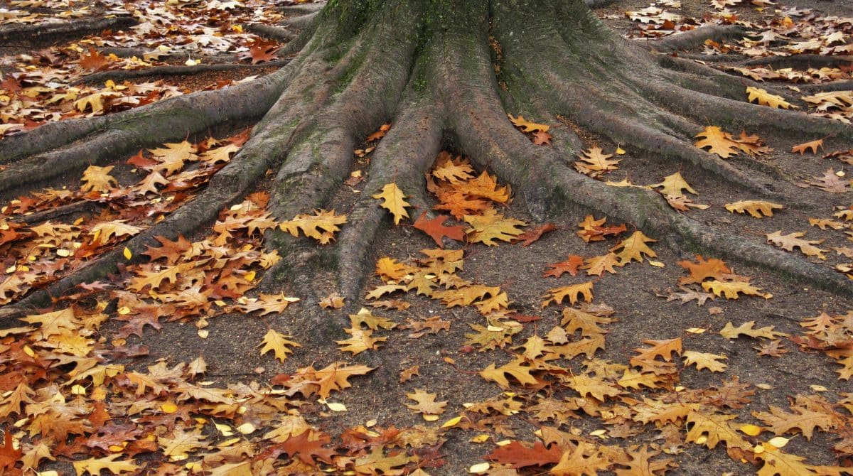 oak tree in fall leaves