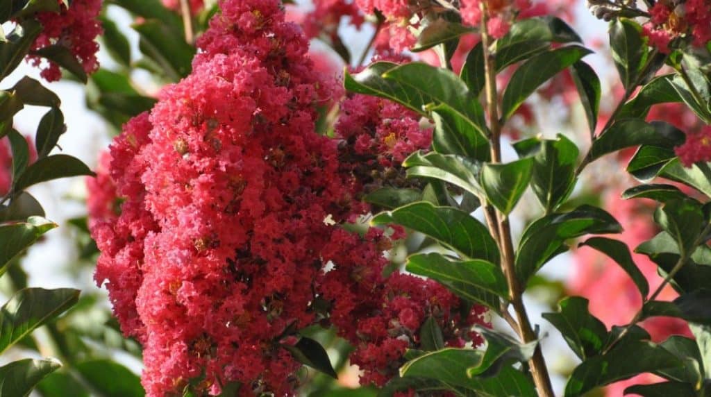 Oak Trees and the Soil Do They Really Turn the Ground Acidic? TreeNewal