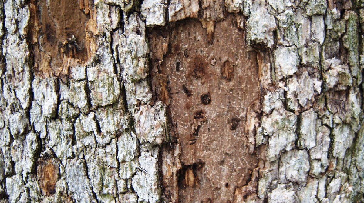 tree-diseases-guide