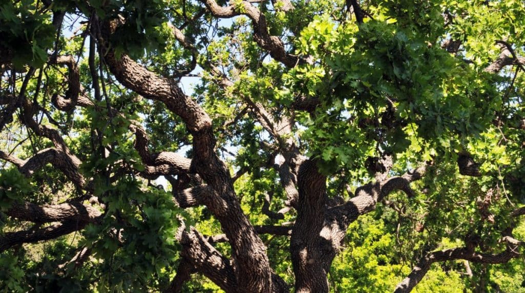 How to Plant a Live Oak Tree The Ultimate Guide TreeNewal