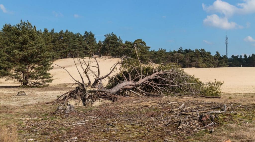 How Much Water Does an Oak Tree Need?: Your Guide to Watering Oak Trees