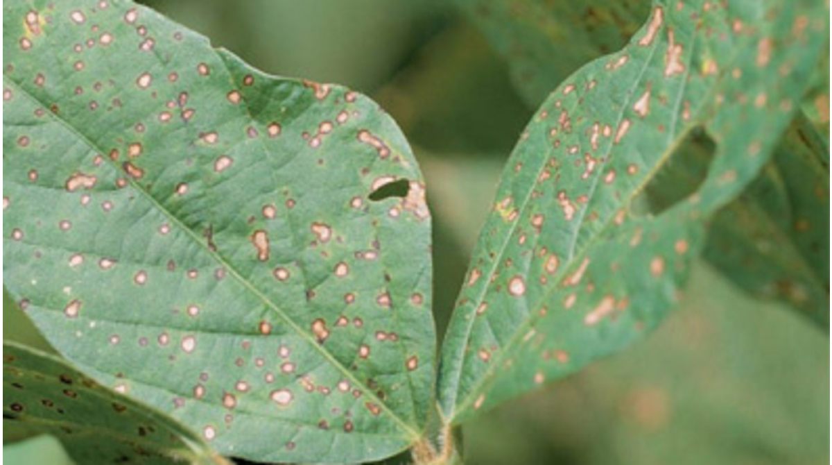 algal-leaf-disease