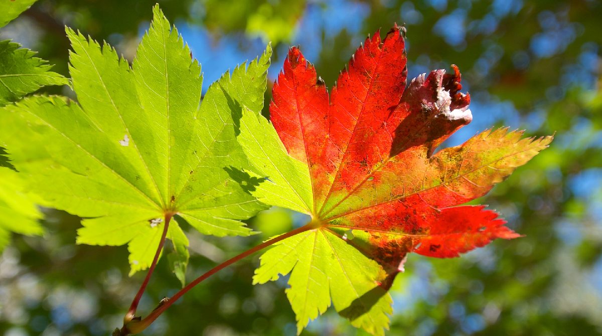 leaves-colour