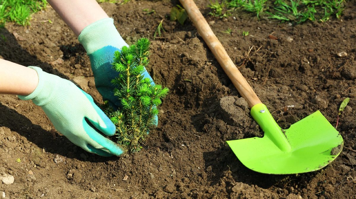 tree-planting-tips