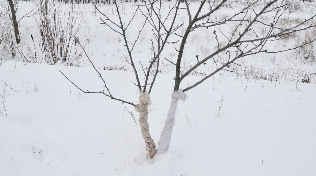 The Best And Worst Trees To Plant Near A House TreeNewal