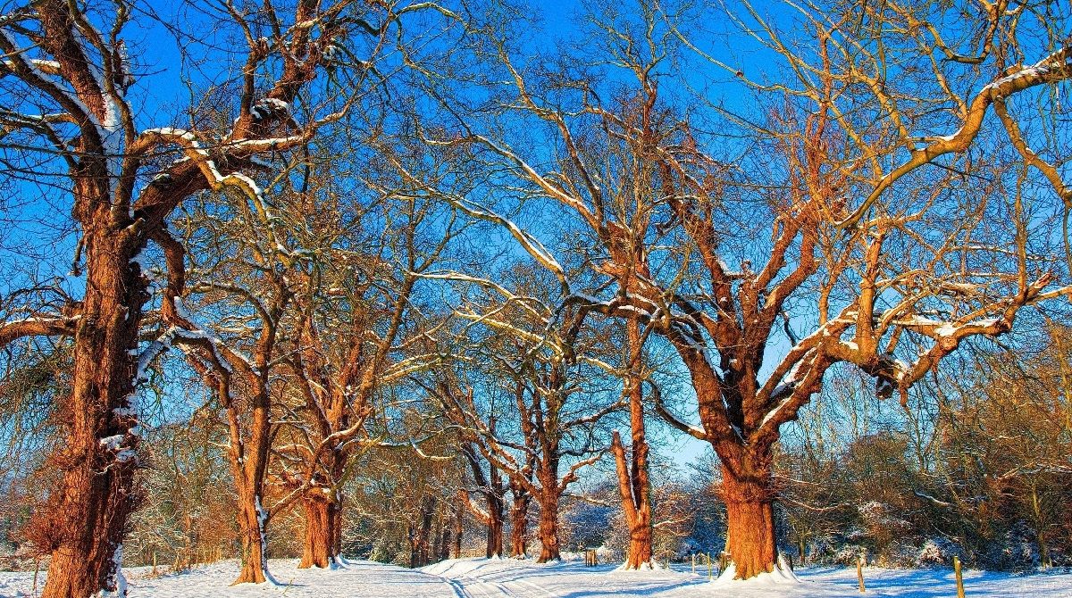 winter-tree-care-tip
