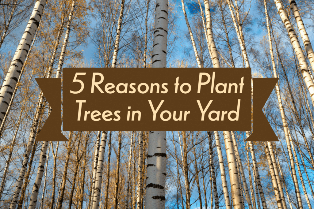 5 Ways Trees Can Improve Your Quality of Life