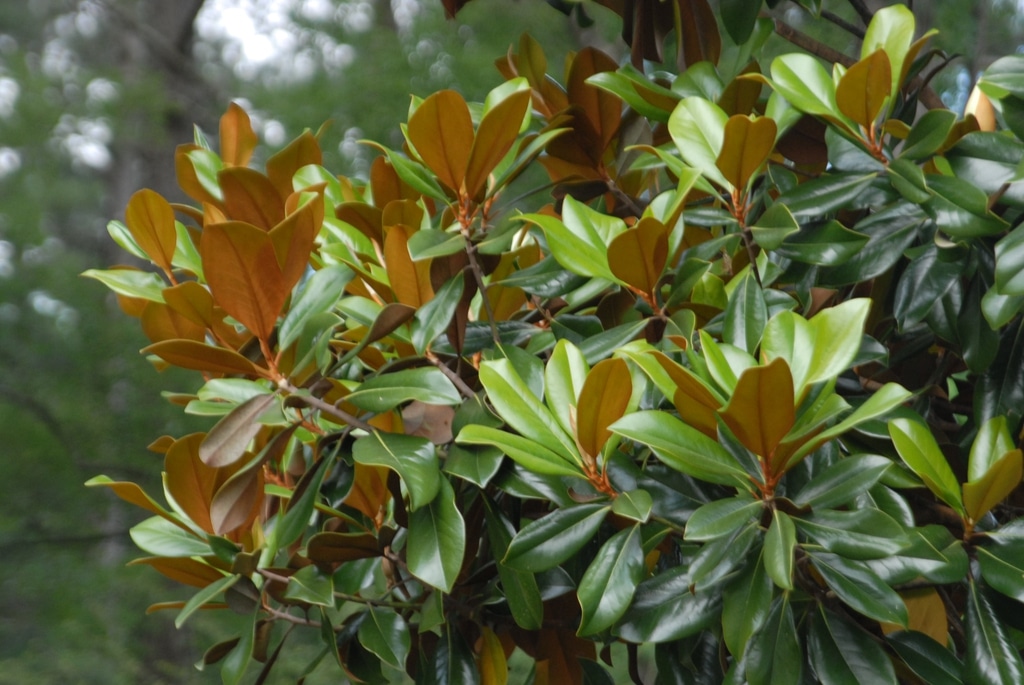 magnolia tree leaves