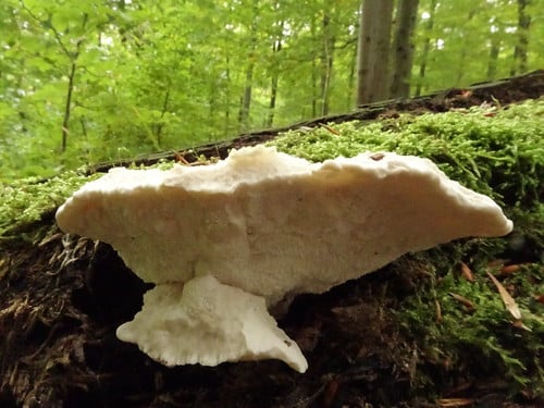 hard fungus at base of tree