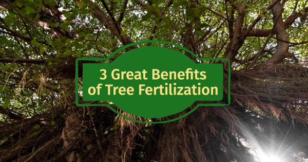 benefits of tree fertilization