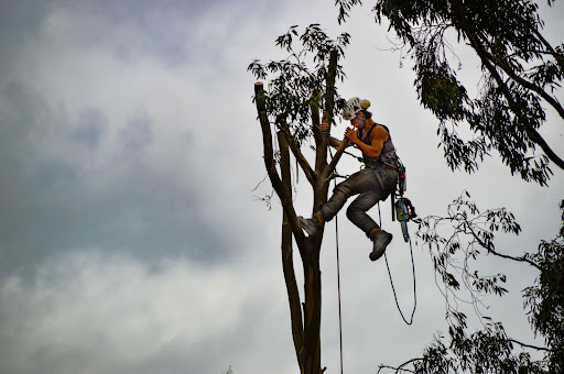 Dallas arborist skillfully climbing a tall tree with professional tools for tree care services