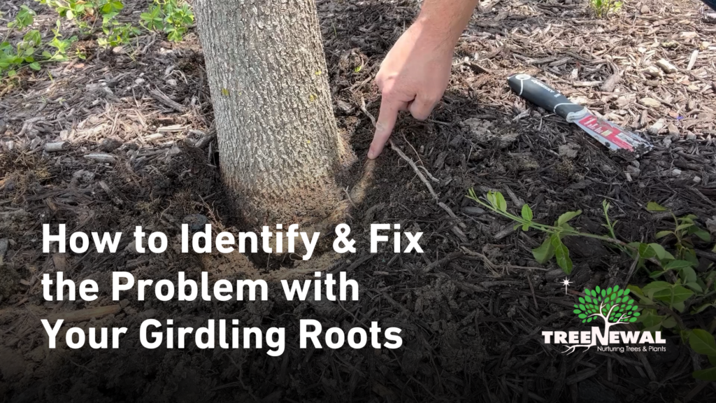 How To Identify Fix The Problem With Your Girdling Roots Treenewal