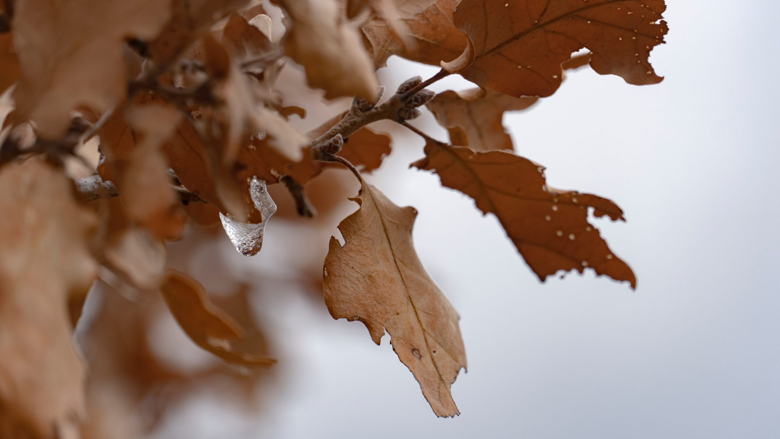 Dallas oak tree showing signs of oak wilt with brown, wilting leaves; underscore for the importance of oak wilt prevention
