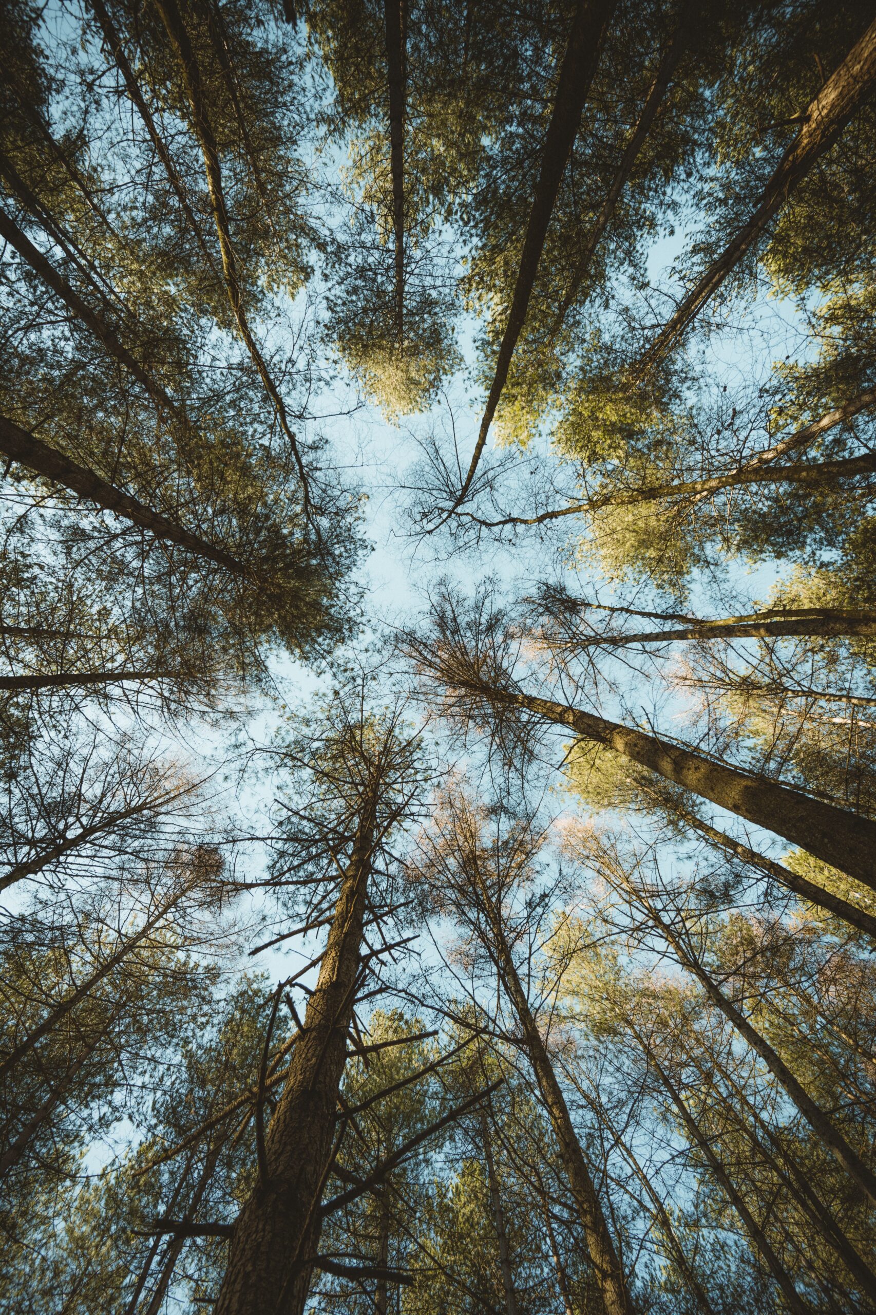 Trees stretching towards the sky, highlighting their role in addressing climate change
