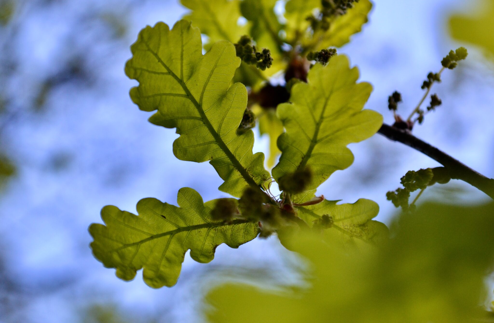 Guarding the Grapevine Top 5 Tree Diseases and Their Remedies TreeNewal