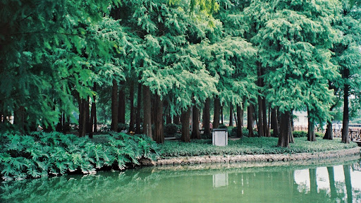 Lush trees bordering a serene body of water, illustrating modern tree landscaping trends in Argyle, Texas.