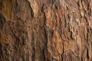 Healthy tree bark with rich textures in the Fort Worth urban landscape, representing robust tree bark health.