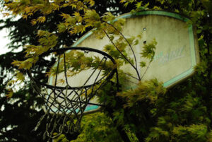 Basketball hoop partially covered by overgrown tree branches, illustrating the need for Tree Overgrowth Management in Arlington.