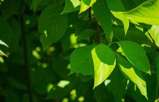 Close-up of lush green leaves from a typical tree in Flower Mound, highlighting the need for Tree Protection in the area.