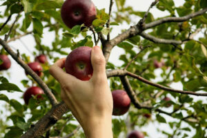  Apple tree full of ripe fruit, illustrating effective Fruit Tree Care in Argyle for abundant harvests.