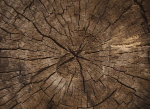 Cross-section of a tree slice with growth rings, highlighting the importance of Tree Disease Control in Grapevine for maintaining healthy trees.