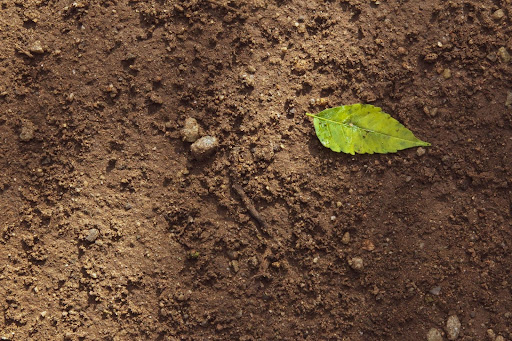 Fertile soil with a green leaf, symbolizing Tree Nutrition Solutions in Fort Worth for healthy tree growth