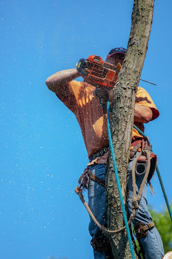 Professional tree trimmer pruning a tree in Arlington, demonstrating Advanced Tree Trimming techniques