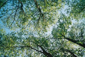 Lush tree canopies under a clear sky, demonstrating the benefits of comprehensive tree maintenance programs in Arlington.