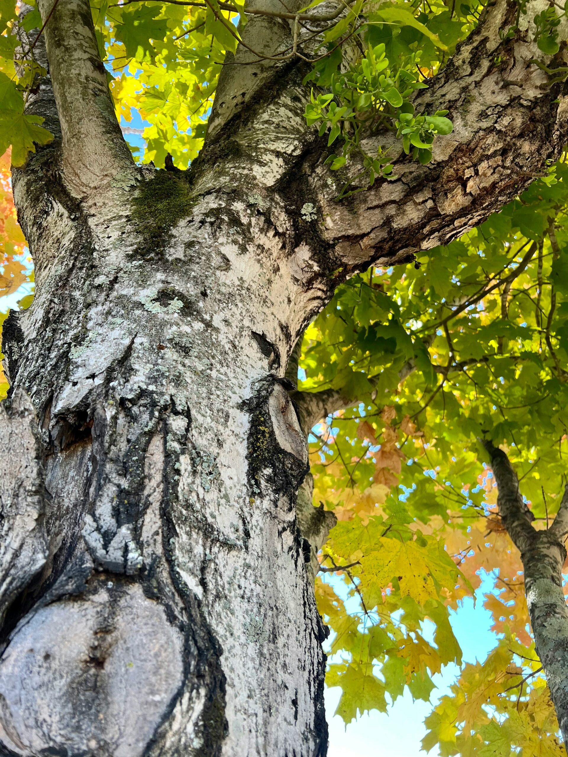 Close-up of a healthy tree trunk and vibrant leaves, showcasing the effectiveness of professional arborist services in Southlake.