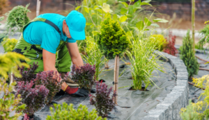 autumn-tree-maintenance-essential-tasks-for-a-healthy-yard-2