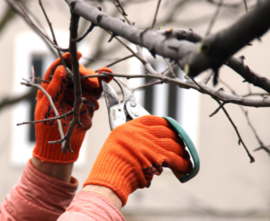 autumn-tree-maintenance-essential-tasks-for-a-healthy-yard-4